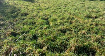 Chassors Maison neuve - 2403073-10974annonce120260122xK1Q4.jpeg BERMAX Construction