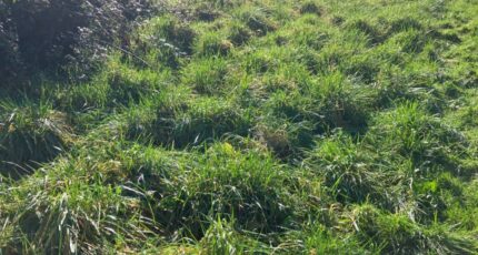 Chassors Maison neuve - 2403073-10974annonce220260122mlO0e.jpeg BERMAX Construction