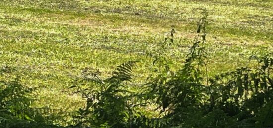 Terrain à bâtir à Gémozac, Nouvelle-Aquitaine