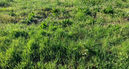 Burie Terrain à bâtir - 2461663-10974annonce120260319UQUrL.jpeg BERMAX Construction