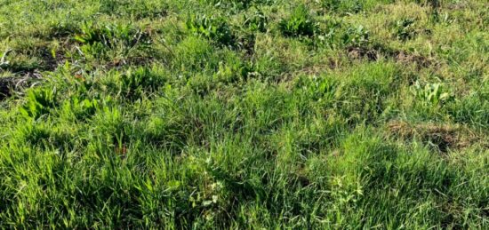 Terrain à bâtir à Bercloux, Nouvelle-Aquitaine