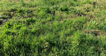 Bercloux Maison neuve - 2461909-10974annonce120260319d1Fu6.jpeg BERMAX Construction